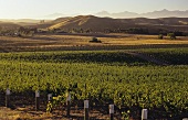 Vineyards in the valley of the Wairau River at the Fromm Winery in Blenheim, Marlborough, New Zealand