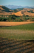 Vineyards in the valley of the Wairau River in Blenheim, Marlborough, New Zealand