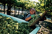 Harvesting Chardonnay at the Zuccardi vineyard in Mendoza, Argentina