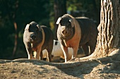 Cinta Senese: old Italian breed of pigs