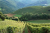 Vineyard in Irouléguy (Aquitaine, France)