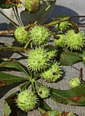 Whole chestnuts on chestnut leaves