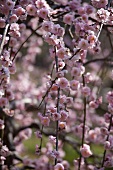 Sprigs of almond blossom