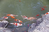 Japanische Koi-Karpfen im Wasser