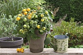 Yellow vine tomatoes in a garden with a watering can