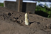 An asparagus tip poking out of the earth