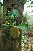 Jackfruit on the tree