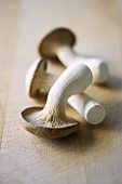 King oyster mushrooms