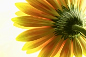 A yellow gerbera