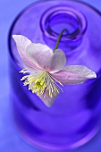 A clematis flower in a glass bottle