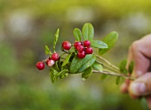 Zweig mit frischen Preiselbeeren