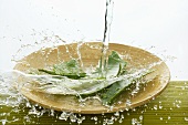 Water running over Aloe vera leaves