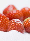 Mehrere reife Erdbeeren mit Zucker