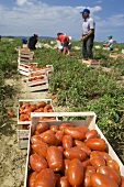Vollreife Tomaten der Sorte Pelati werden auf einem Feld geerntet