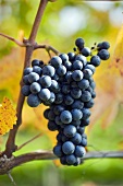Carminoir grapes on the vine, Begnins, Switzerland