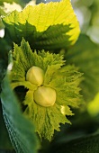Unripe hazelnuts on the tree (close-up)