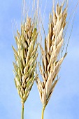 Polnischer Weizen (Triticum polonicum)