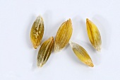 Wild einkorn wheat (Triticum boeoticum)
