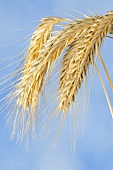 Cereal rye (Secale cereale)