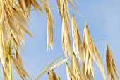 Naked oat (Avena sativa ssp. chinensis)
