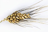 Cone or rivet wheat (Triticum turgidum var. plinianum)