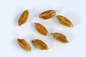 Rivet or cone wheat (Triticum turgidum var. columbinum)