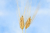 Domesticated hulled wheat (Triticum timopheevii var. timopheevii)