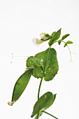 A pea shoot with flower and pod