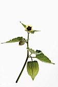 A physalis stalk with leaves, bud, flower and fruit