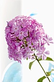 A stem of pale purple phlox