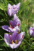 Saffron crocuses