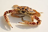Blue crab from Thailand