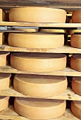 Bergkäse cheese (Alpine cheese) ripening on shelves