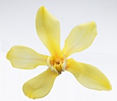A vanilla flower