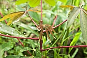 Blätter einer Maniokpflanze (Amazonas, Ecuador)