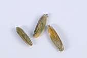 Three grains of Triticum urartu