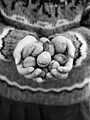 Hands holding several walnuts
