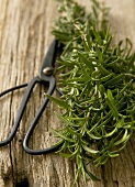 Fresh rosemary with herb scissors on wood