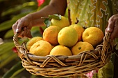 Woman holding basket of freshly picked oranges
