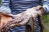Jemand hält einen frischen Oktopus in den Händen