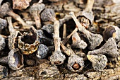 Dried cinnamon buds (close-up)