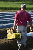 Asparagus harvest: man carrying basket of asparagus