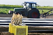 A basket of fresh asparagus in the field