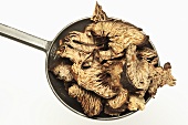 Dried black cohosh roots on measuring spoon