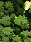 Green leaves with dewdrops