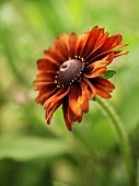 A rudbeckia flower