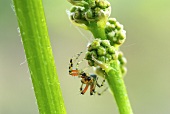 Spinne sucht Beute auf den Blütenknospen einer Weinrebe