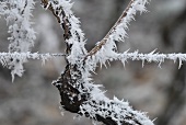 Ice crystals on a vine