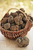 Fresh truffles in a basket