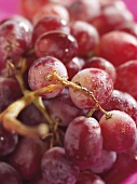 Rosé grapes with drops of water (close-up)